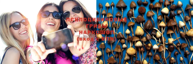 Псилоцибиновые грибы Psilocybe  где можно купить наркотик  Армавир 